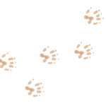 Tatzen